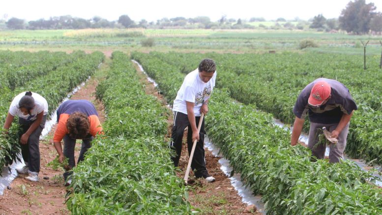Agropecuaria